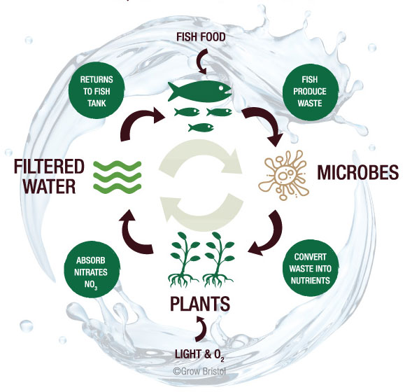 Aquaponics-Diagram-web