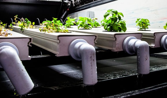 GROW BRISTOL IS HERE!