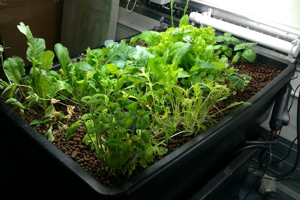 The aquaponic grow bed