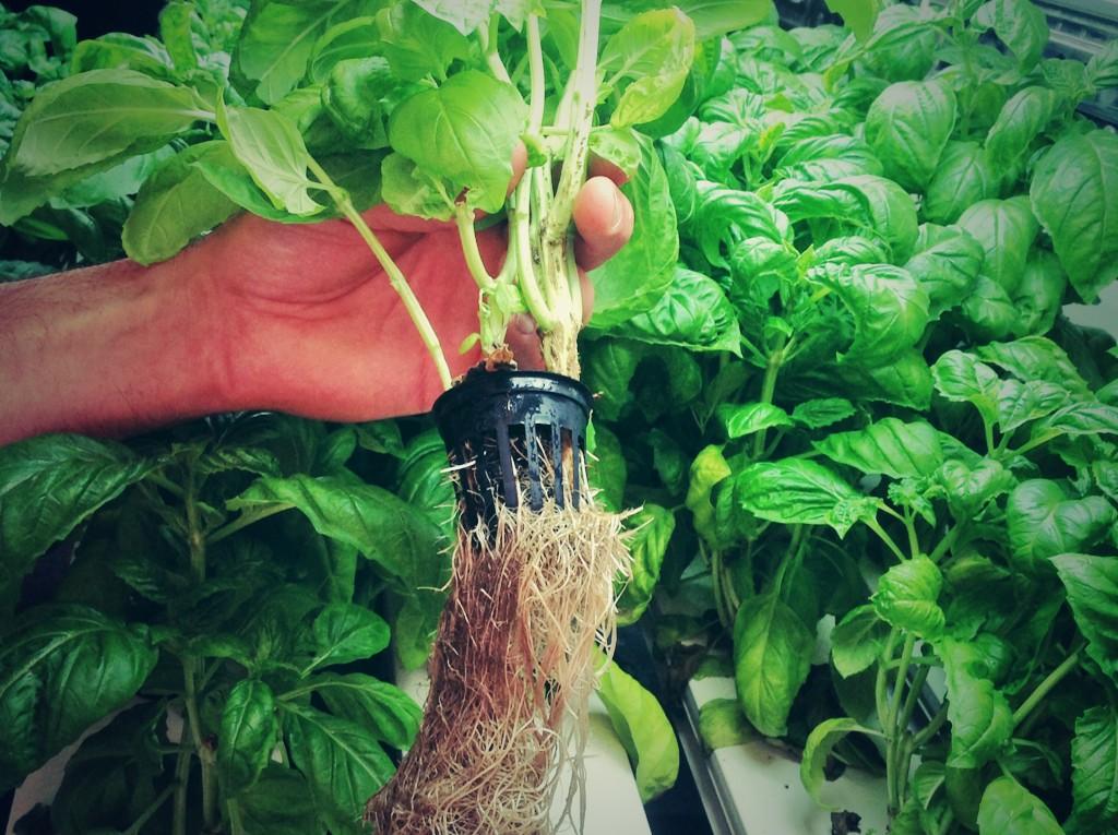 Roots from the hydroponic system