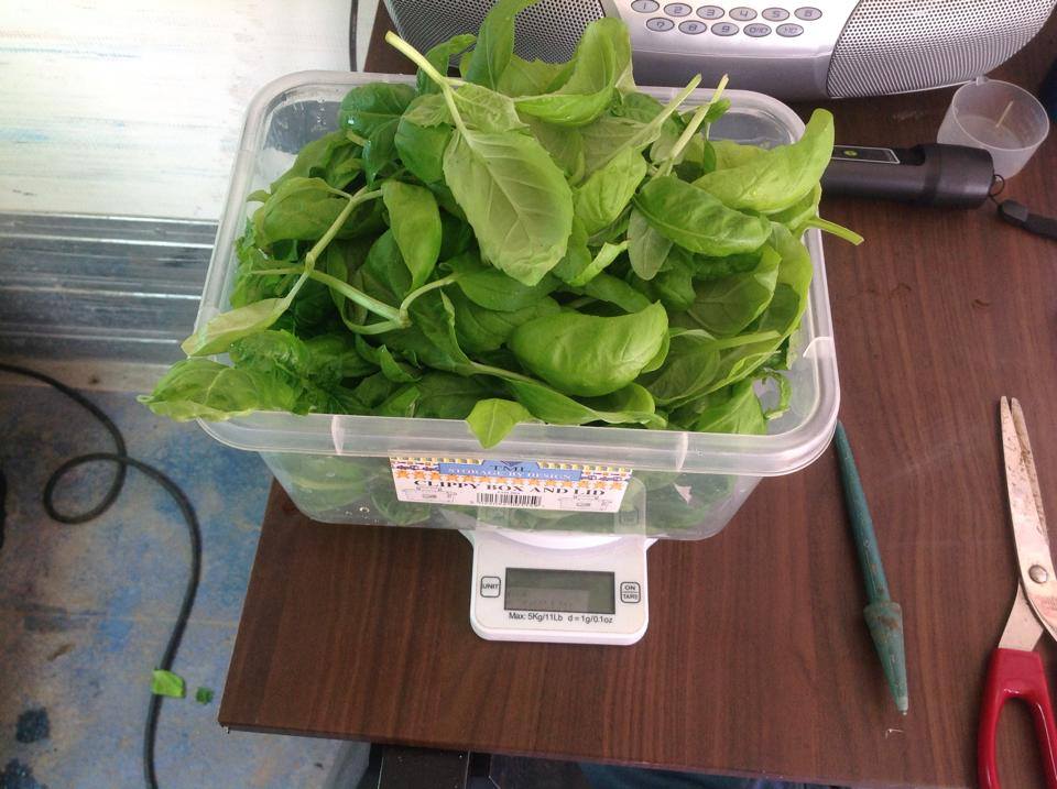 Basil Crop