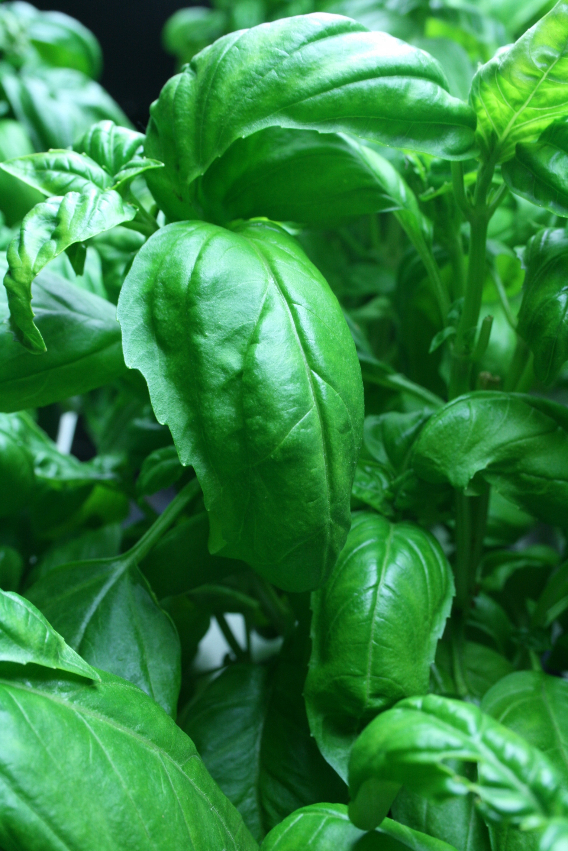 Bristol Basil