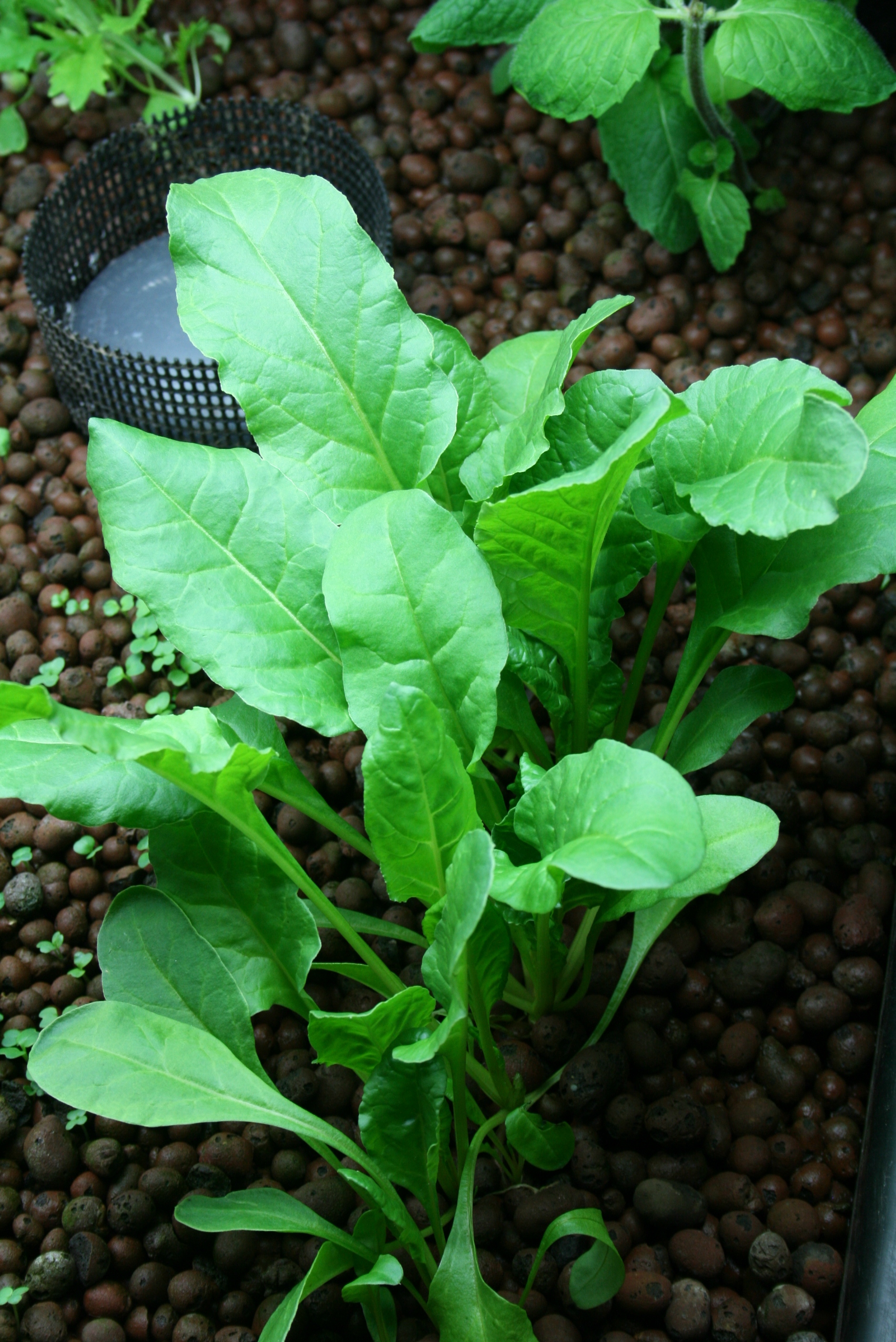 Aquaponic Greens