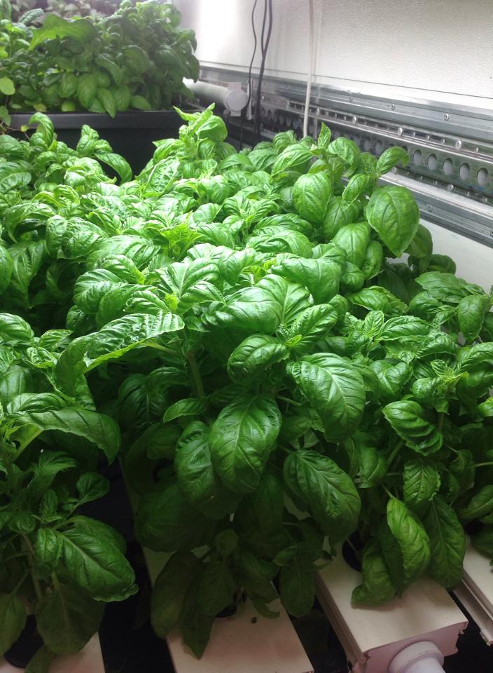 Hydroponic Basil