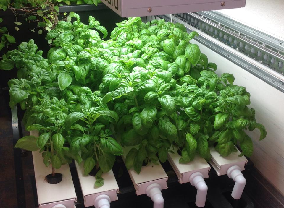 Hydroponic Basil