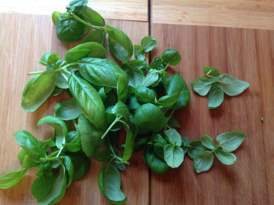 Aquaponic Sweet Basil