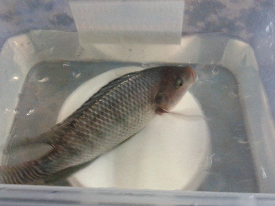 Tilapia bad boy