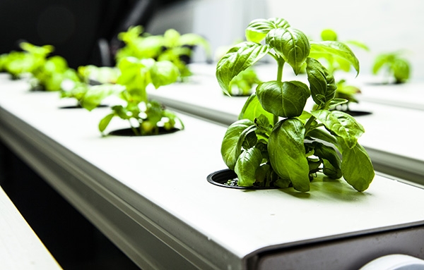 Hydroponic Basil