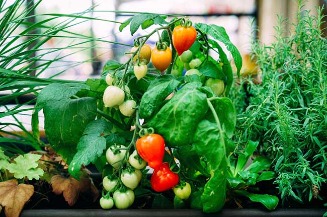 Top 10 Best Fruits & Vegetables To Grow for the Urban Garden