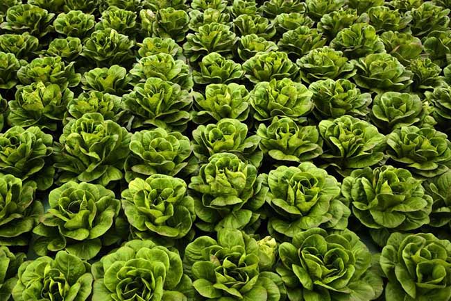 Why is Aquaponics Suited to City Farming?